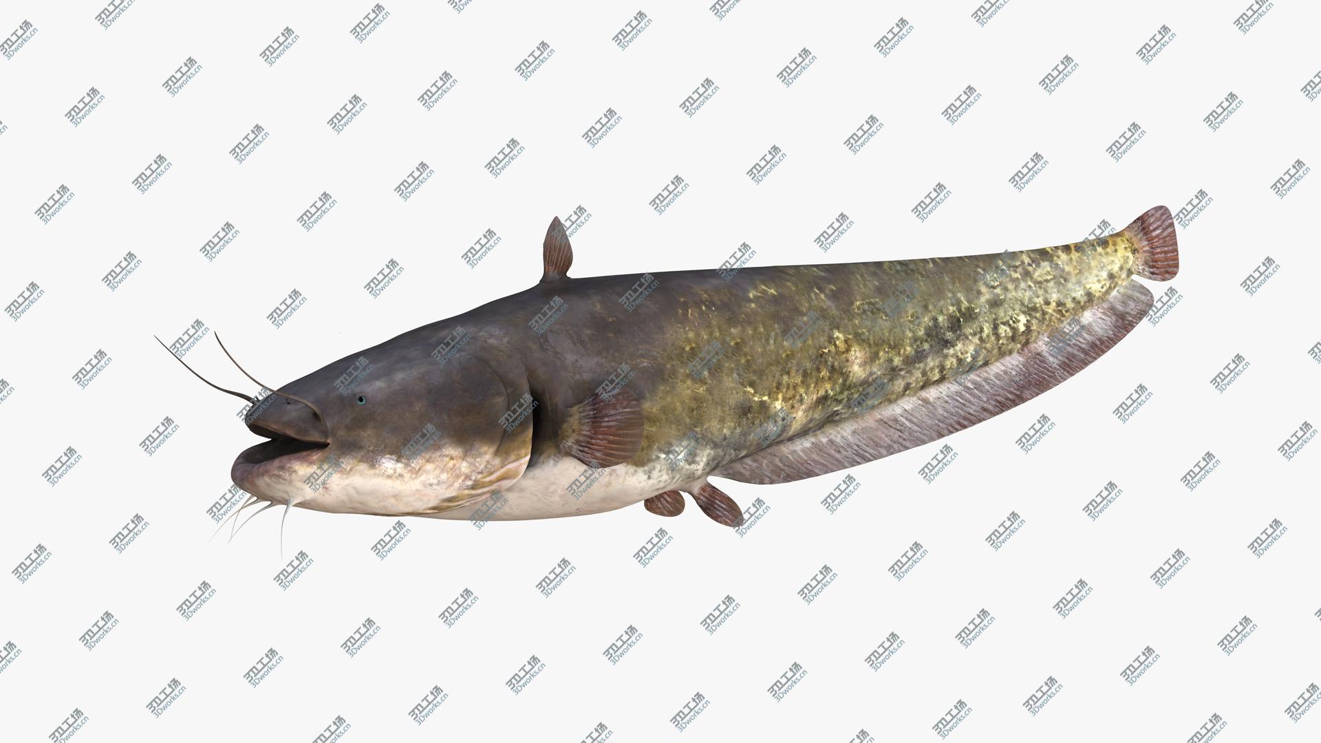 images/goods_img/202105072/European Wels Catfish Green-Brown 3D model/3.jpg